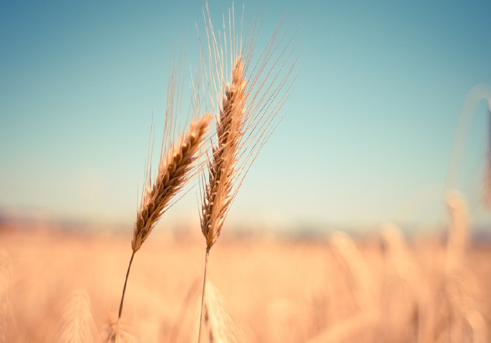 植物蛋白受歡迎，消費者看重營養成分和口味