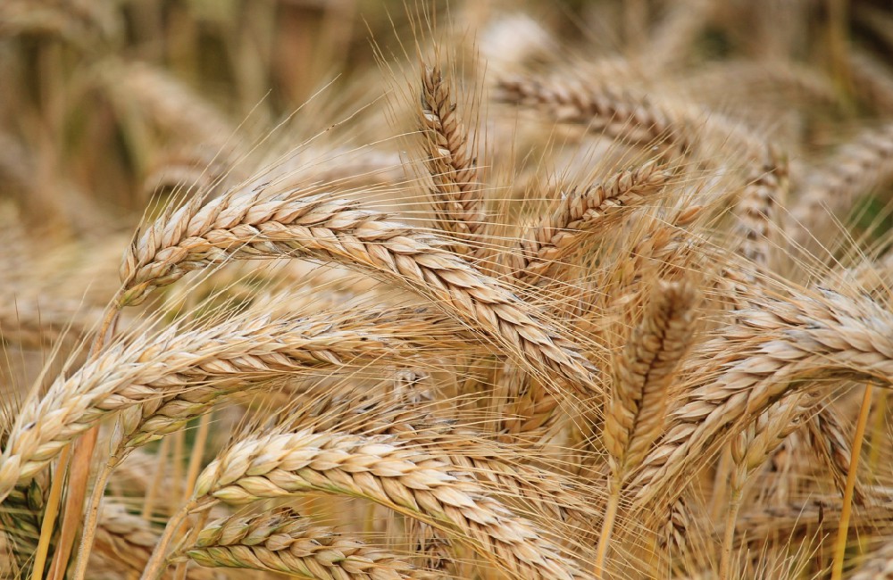 素時刻五谷膳食粉199種食材的秘密