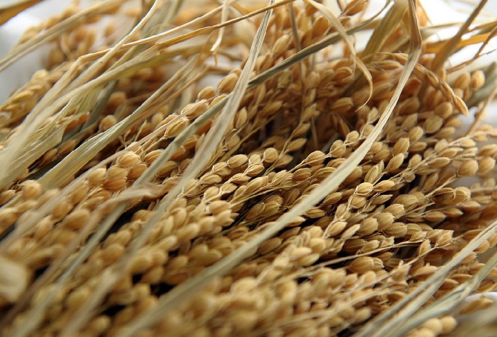 健康飲食丨全谷物主食，讓生活更健康