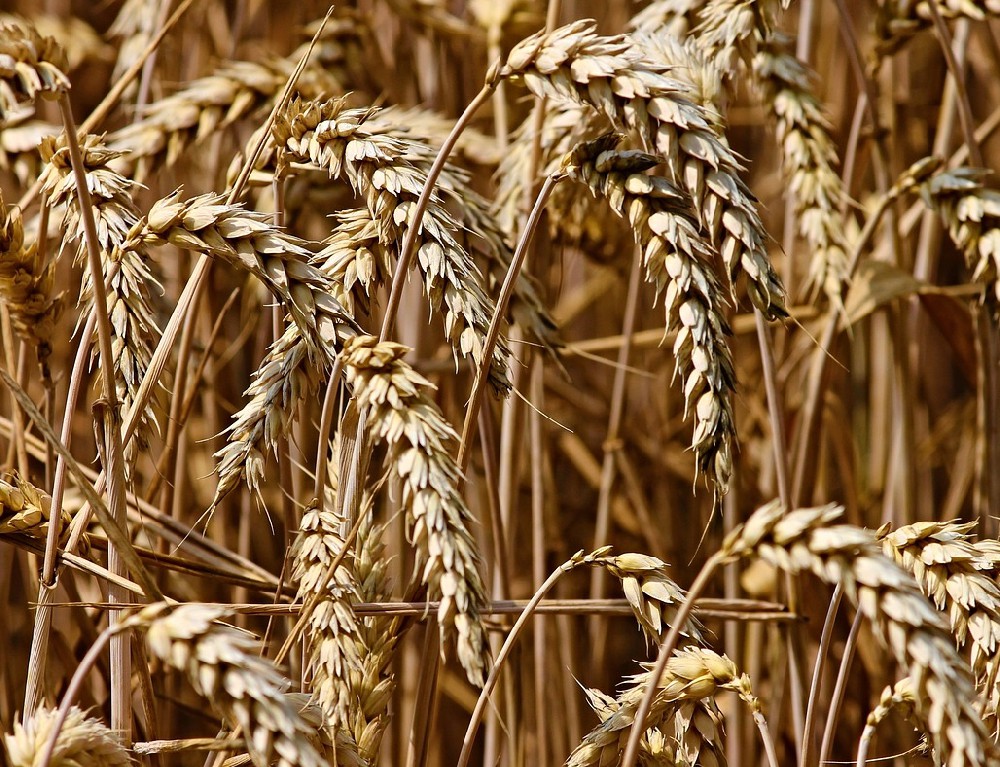 素時刻：體重管理上限法