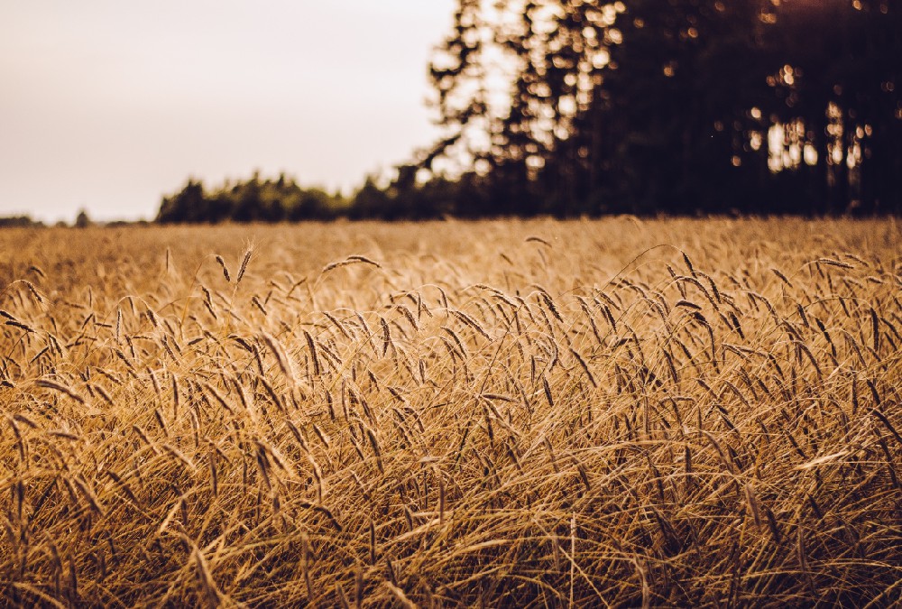 科學食養 ，助力兒童健康成長！