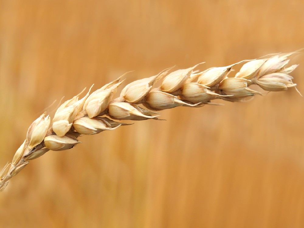 素時刻五谷膳食粉，營養無添加，方便又時尚