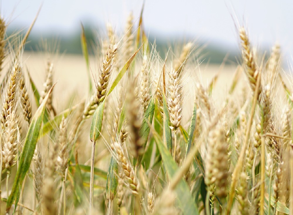 全谷物雖好，也得注意這些誤區！